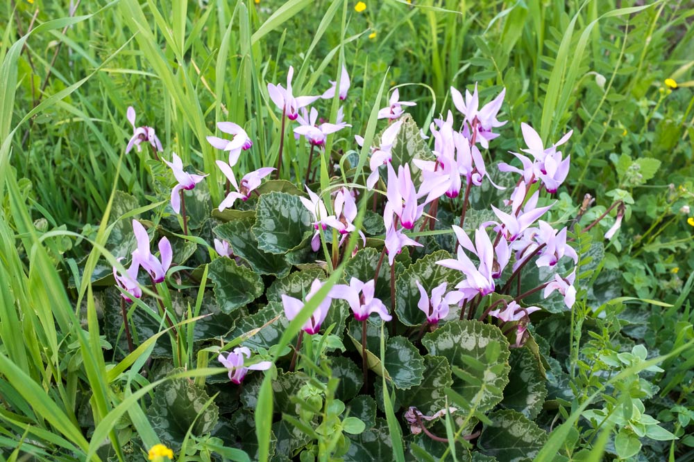 cyclamen grow on waste ground and grassed areas